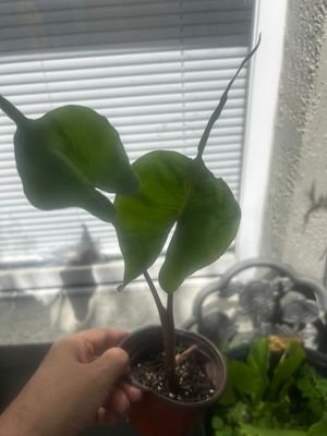 Alocasia ‘Stingray’