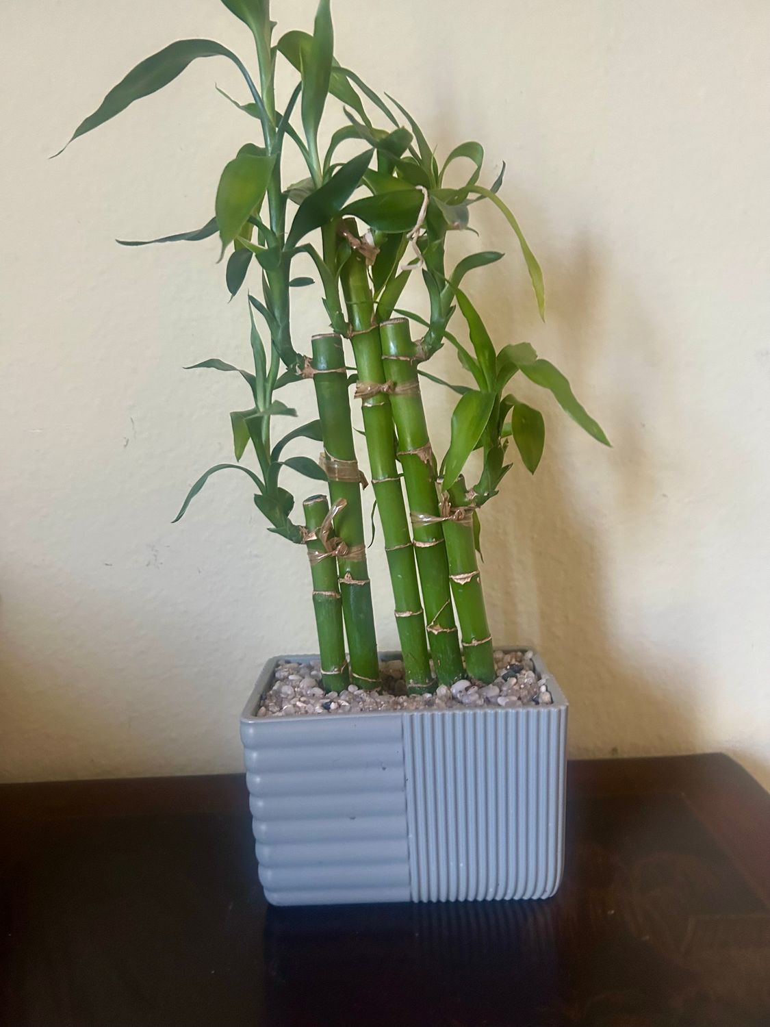 Bamboo in Decorative Pot