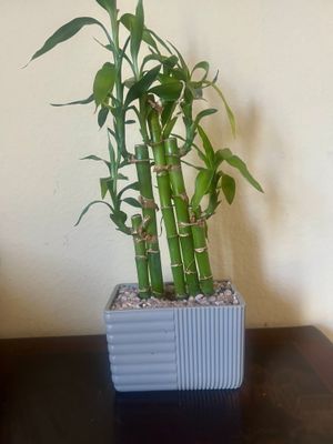 Bamboo in Decorative Pot