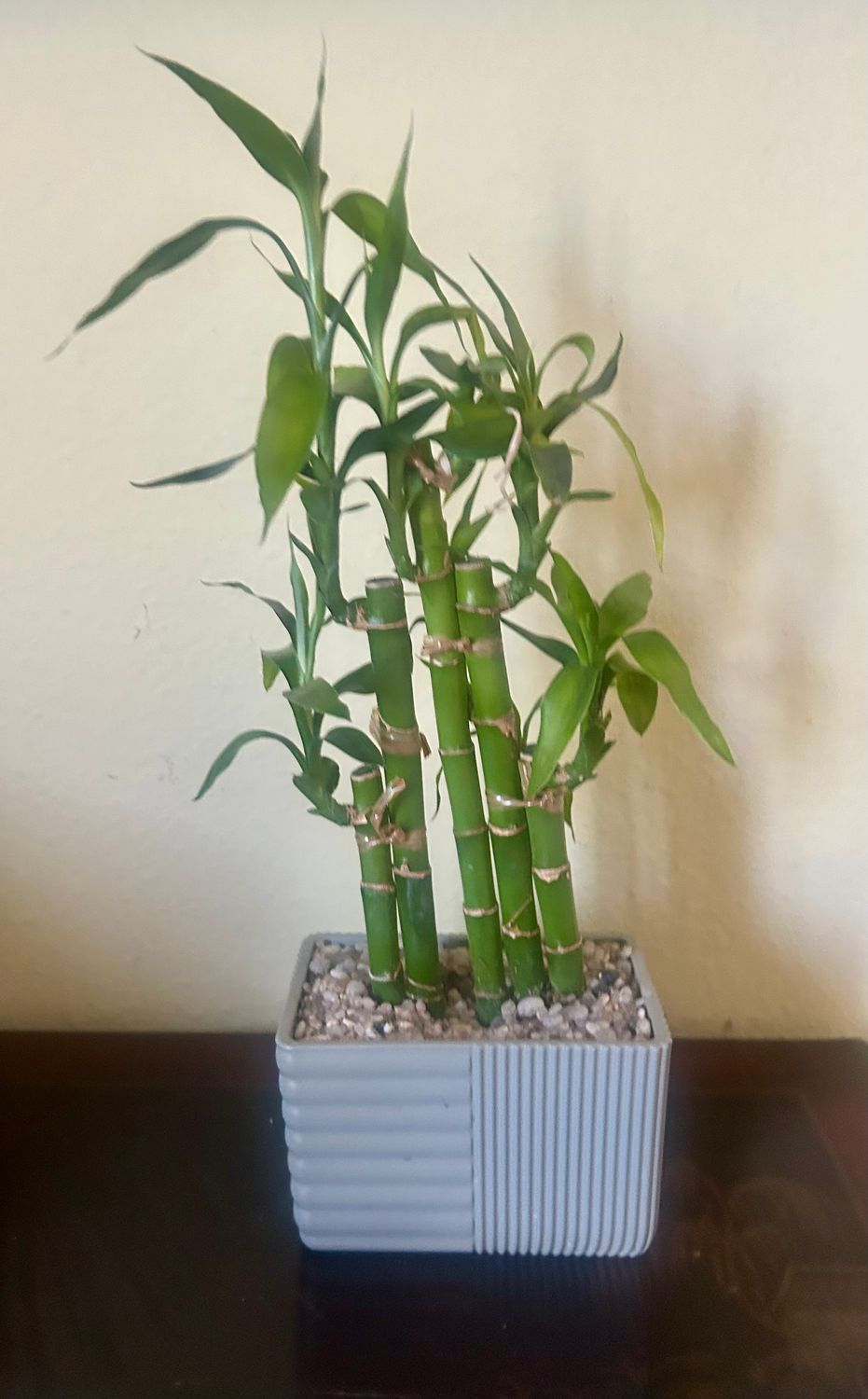Chinese Bamboo in Beautiful Grey Planter