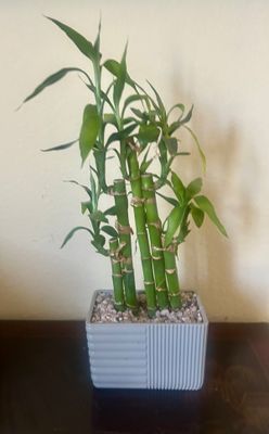 Chinese Bamboo in Beautiful Grey Planter