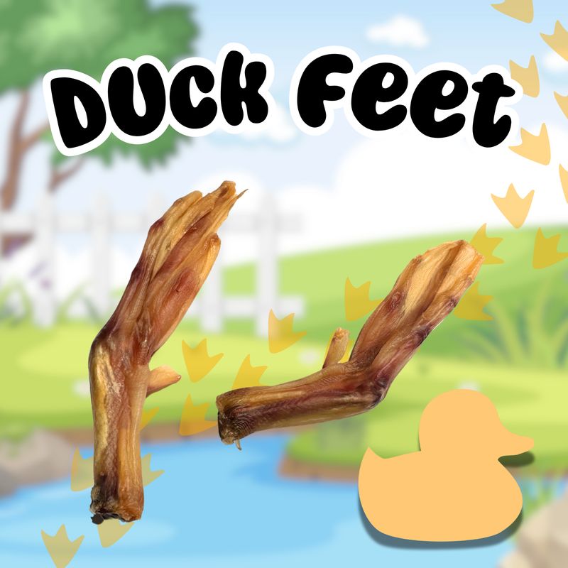 Ducky Feet (3)