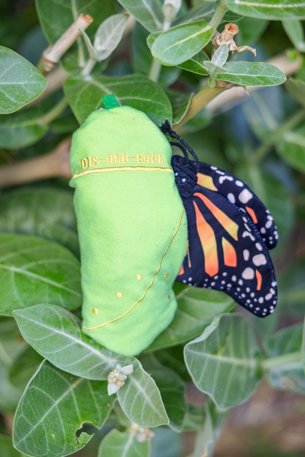 Monarch Butterfly Lifecycle Toy
