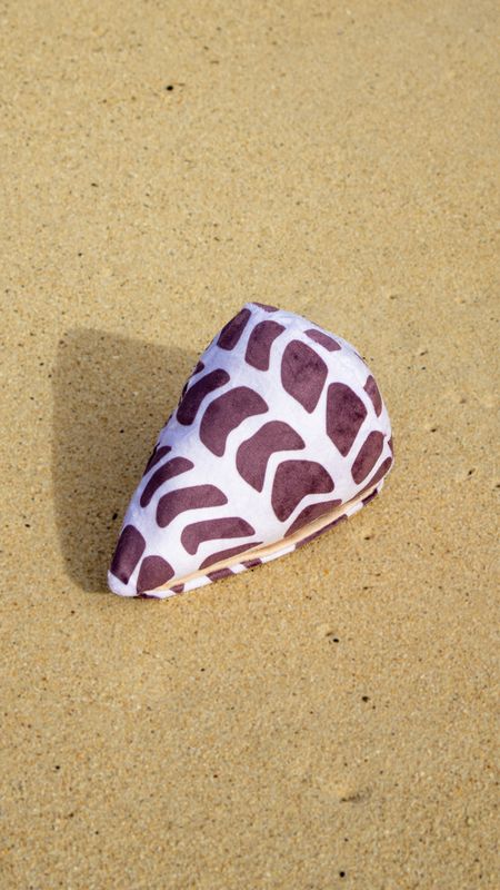 Hebrew Cone Shell Toy