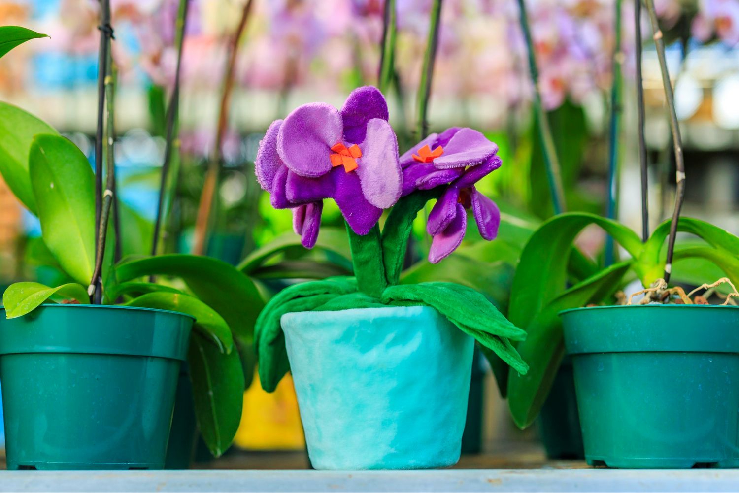 Orchid Toy