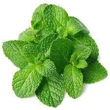 Mint ( पुदिना )