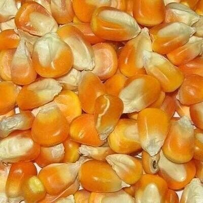 Corn Seeds (मका दाणे )