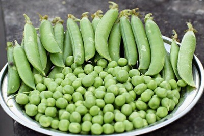 Green Peas (मटार )