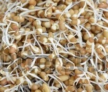 Sprouts  (मोडाची मटकी)