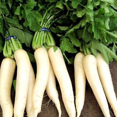 Radish ( पांढरा मुळा)