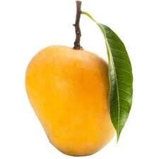 Alphonso Mango (हापूस आंबा)(  Paachu)