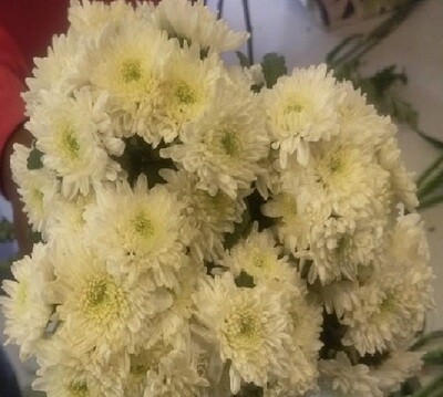 Chrysanthemum (शेवन्ती )