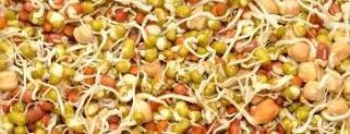Mix Sprouts (मिश्र कडधान्य )