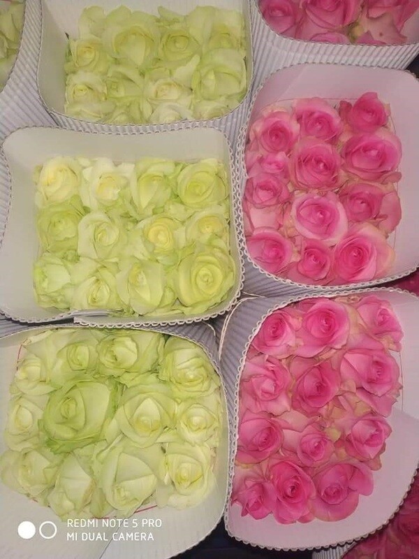 Roses (Mix Color)