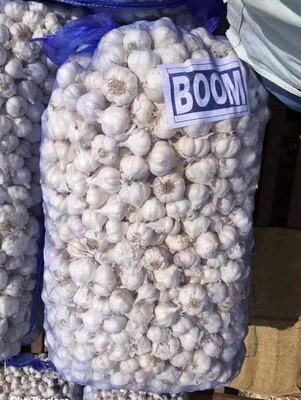 Wholesale White Garlic - 100 Kg