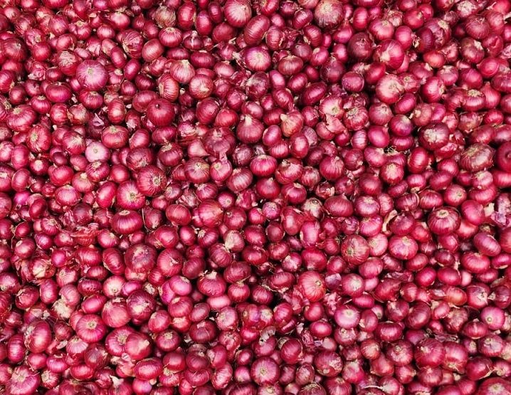 Wholesale Red Onion -100 Kg