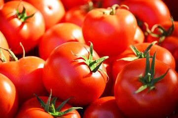 Wholesale Red Tomato -100 Kg