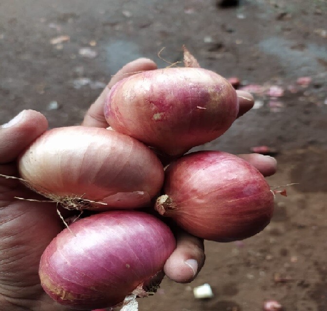 Onion (कांदे)