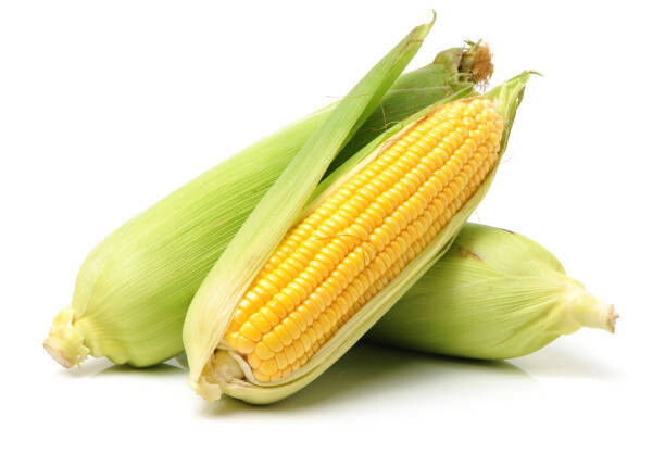 Corn Cob मका कणीस (मोठे)