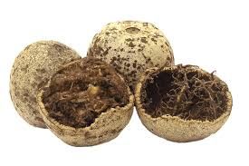 Wood Apple( कवठ)