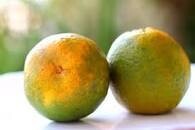 Orange (संत्रा साधी )