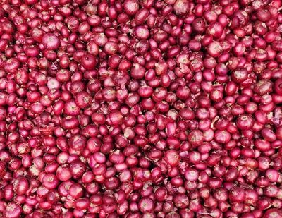 Wholesale Red Onion -100 Kg