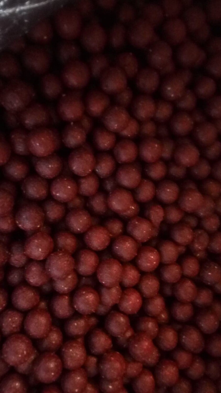 Squid Banger - Feed Boilies