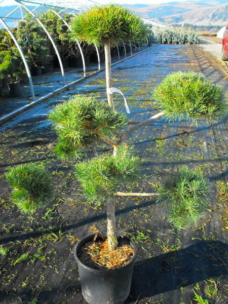 Pine Pom Pom Blue Scotch Pine Topiary Pine Pom Pom Blue Scotch Pine Topiary