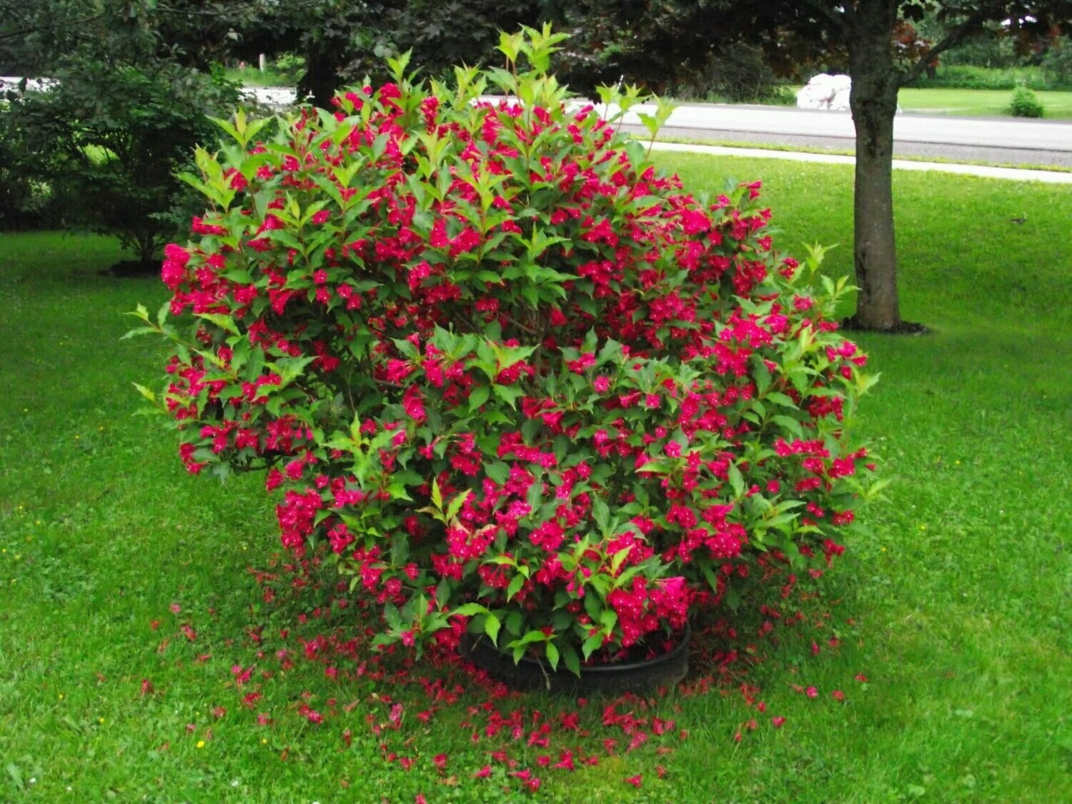 Image of Weigela 'Red Prince' shrub