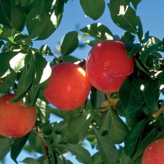 Plum | Brookred