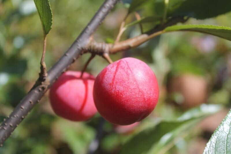 Plum | Tecumseh