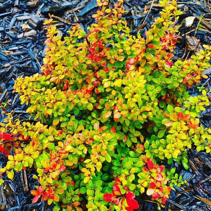 Barberry | Sunsation
