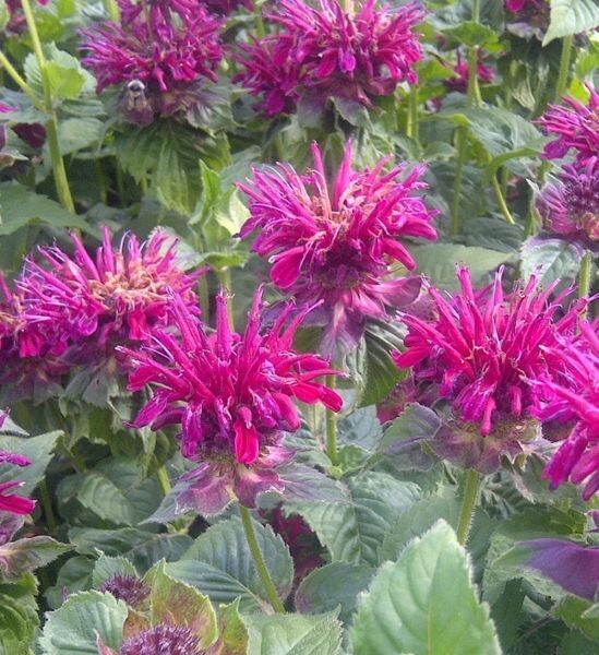 Bee Balm  | Fireball