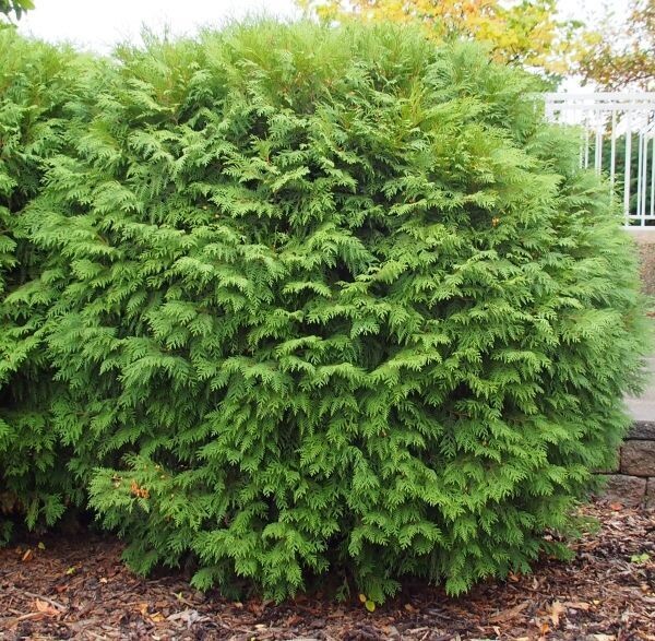 Cedar | Globe