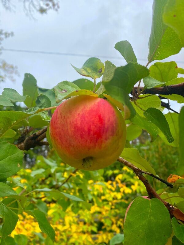 Apple | Gemini