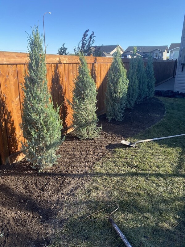 Juniper (Upright) | Skyrocket