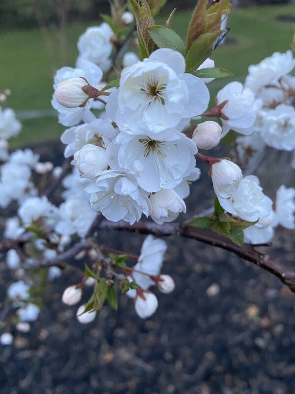 Ornamental Plum | Princess Kay PRE ORDER TODAY BY EMAIL