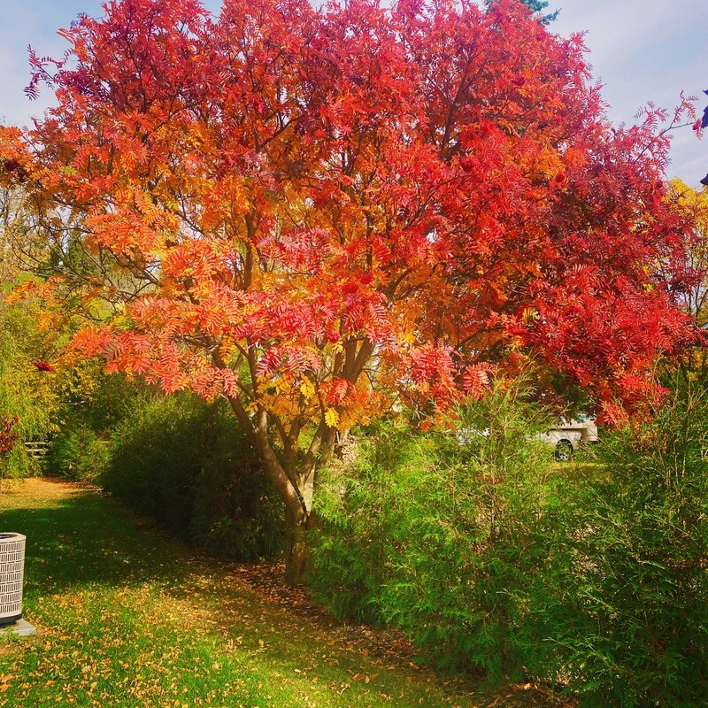 Mountain Ash | European 'Black Hawk'