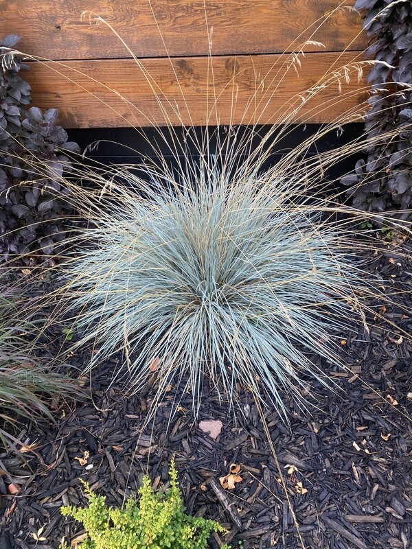 Grass | Blue Fescue 'Elijah'