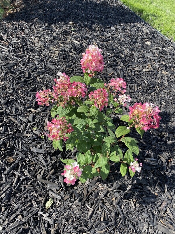 Hydrangea | Firelight