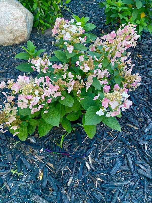 Hydrangea | Flare