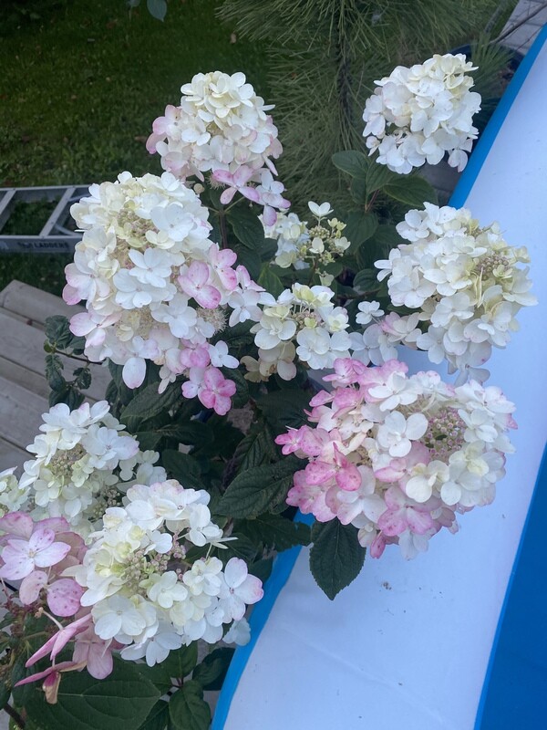 Hydrangea | Quickfire Fab