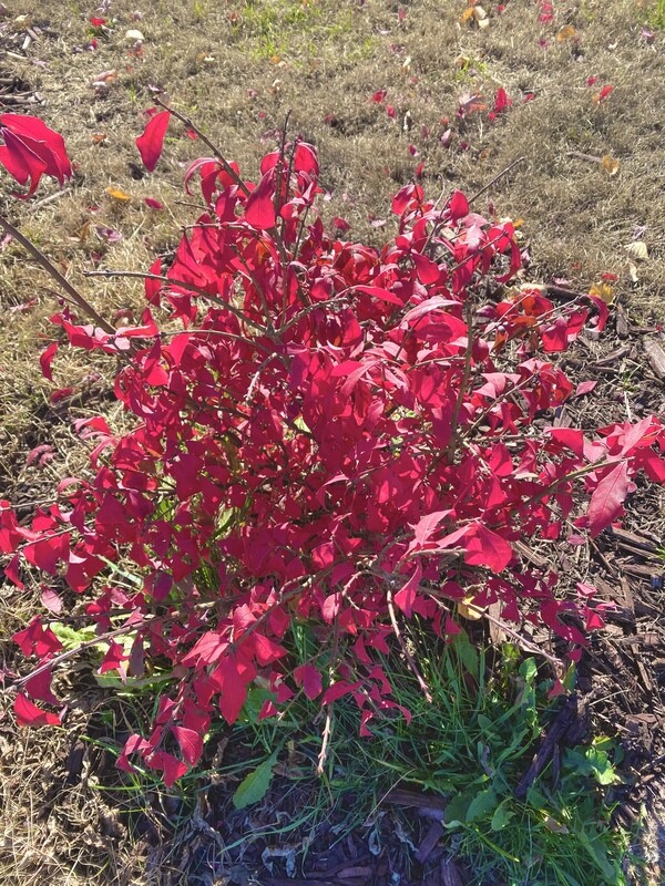 Burning Bush | Dwarf Winged