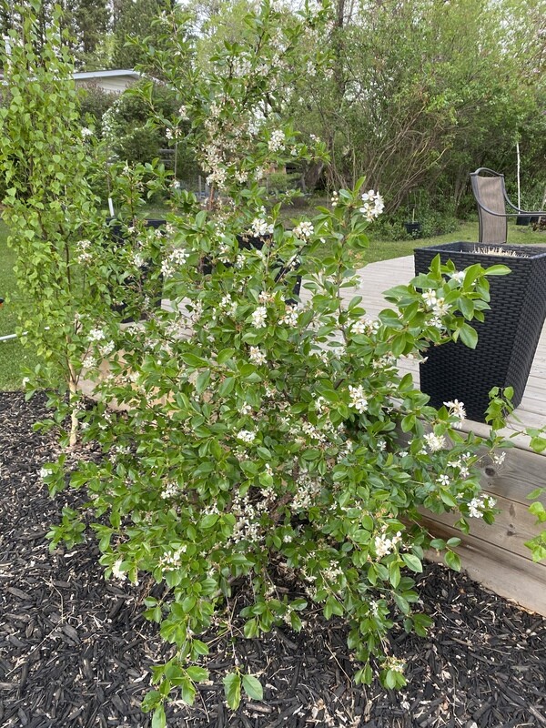 Cherry | Crimson Passion (Tree Form)