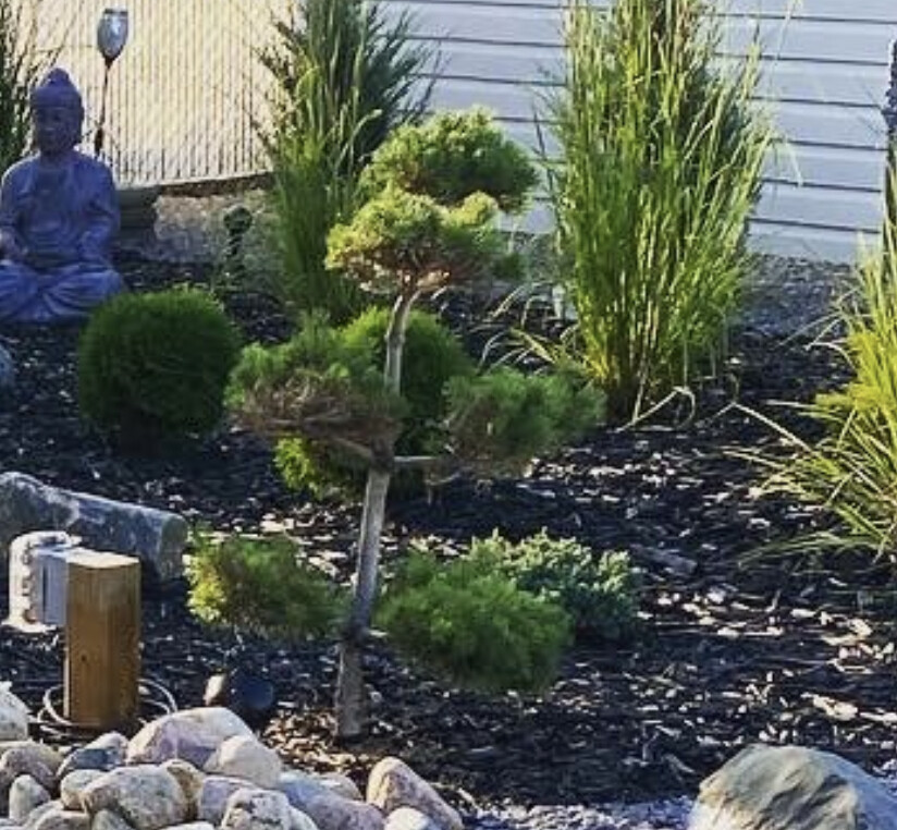 Pine | Pom Pom Blue Scotch Pine Topiary