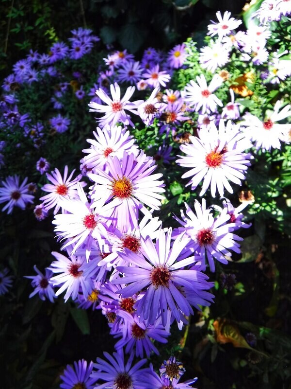 Aster | Smooth