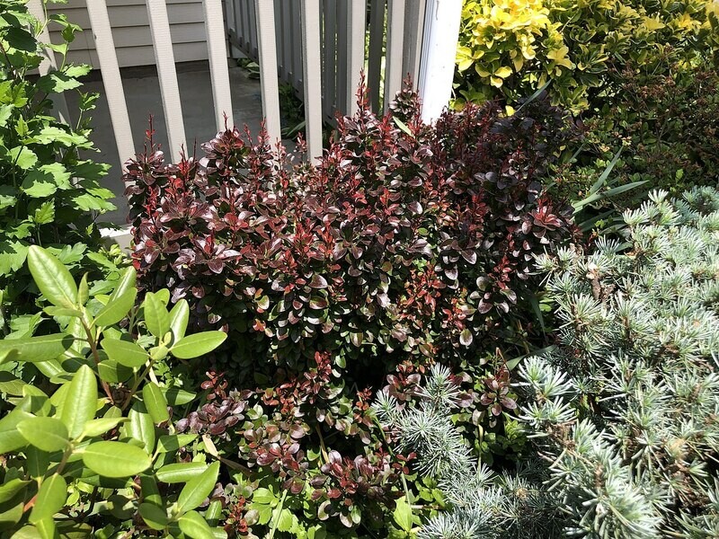 Barberry | Ruby Carousel