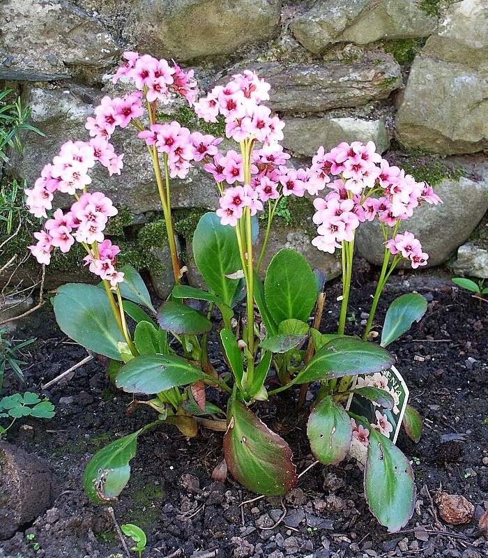 Bergenia | Pink Dragonfly