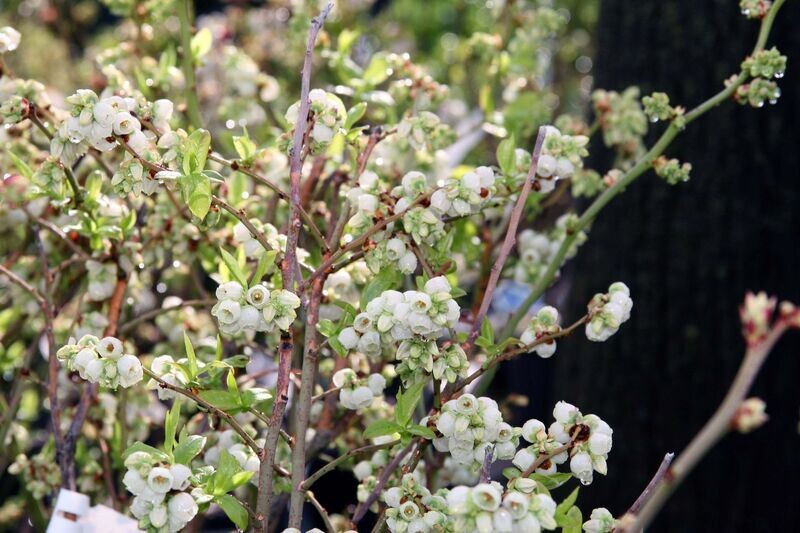 Blueberry | Northland