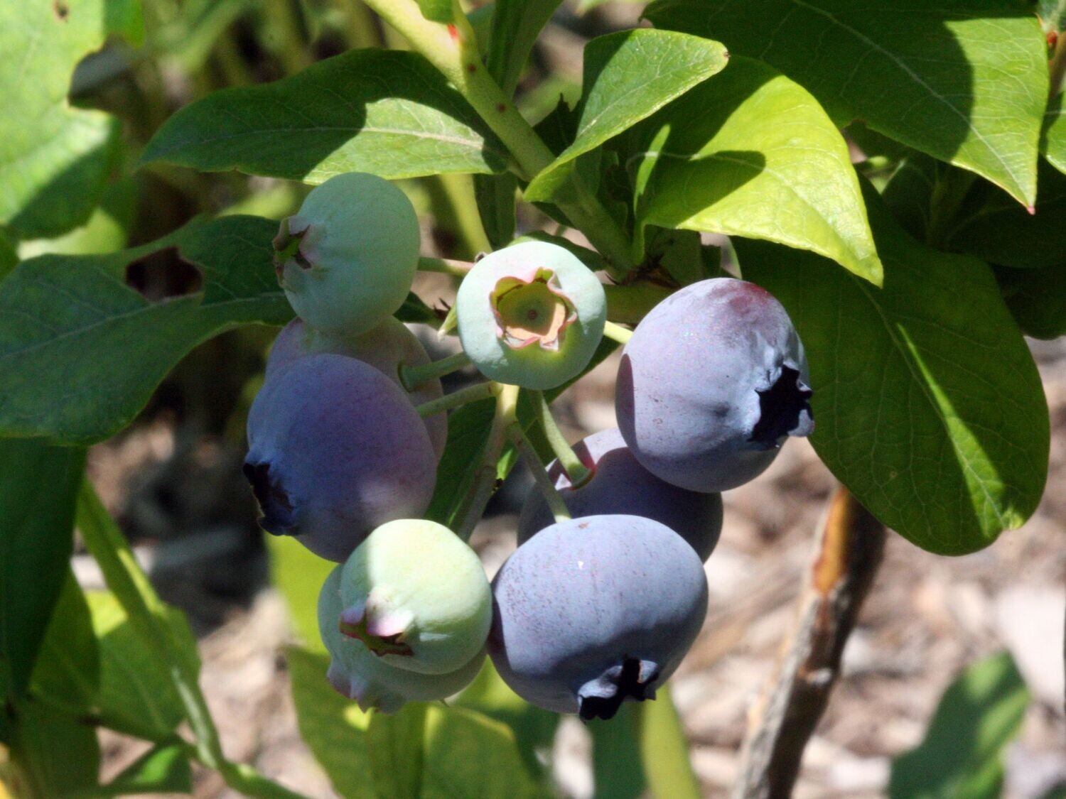 Blueberry | St. Cloud